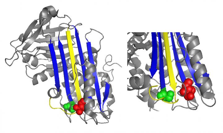 Antithrombin