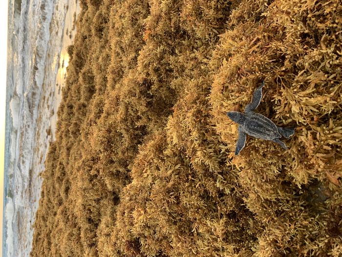 Leatherback Hatchling