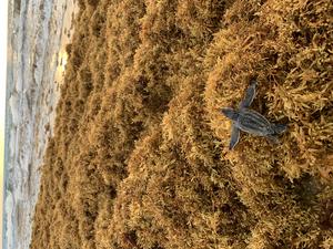 Leatherback Hatchling