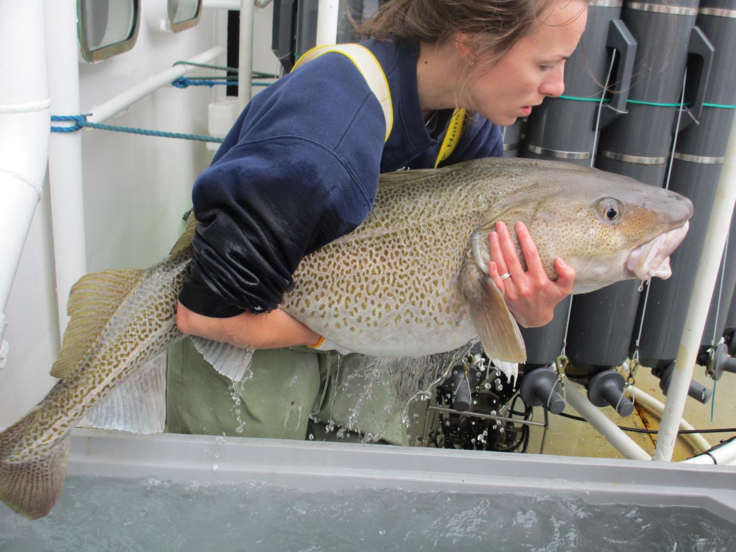 Large Cod Tagged and Released