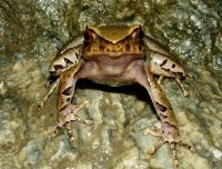 Indian Horned Frog