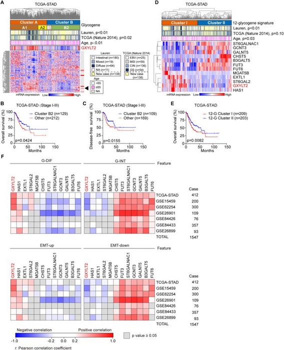 Identification of glycogene-based molecular classification and correlations between the expression levels of 12-glycogene signature and molecular features in GC patients