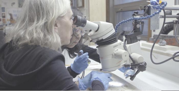 Connie Van Beek and Akiko Shinya prepping the fossil