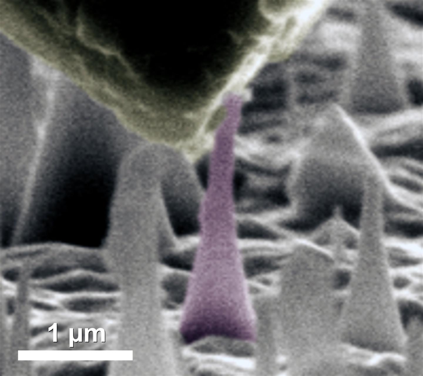 Scanning Electron Microscope Image
