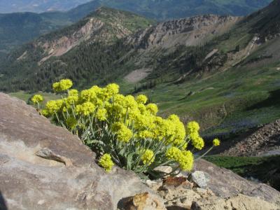 Loose-leaf Wild Buckwheat