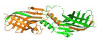 Domain-Swapped Dimer