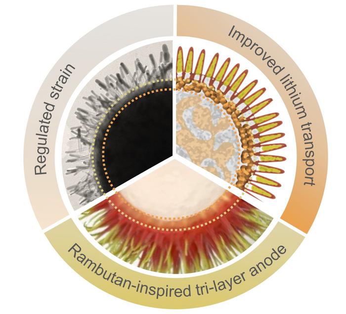 Rambutan-inspired structure with regulated strain and lithium transport
