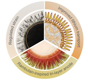 Rambutan-inspired structure with regulated strain and lithium transport