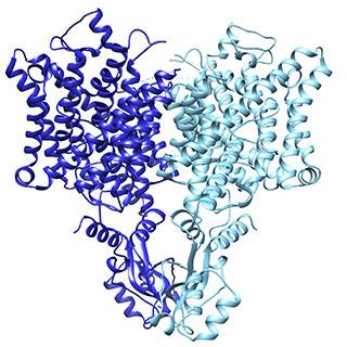 The Chloride Ion Channel