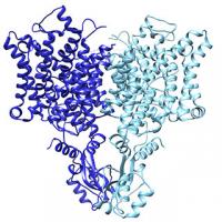 The Chloride Ion Channel