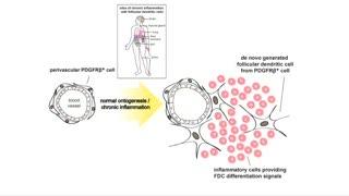 Dendritic Cells