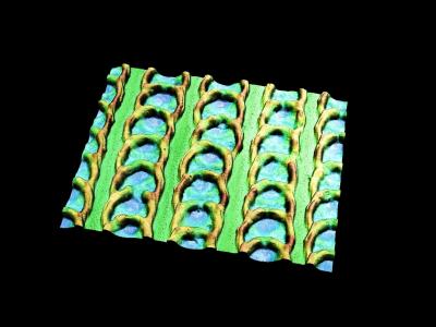 3-D Photo of the Scale-Like Structure