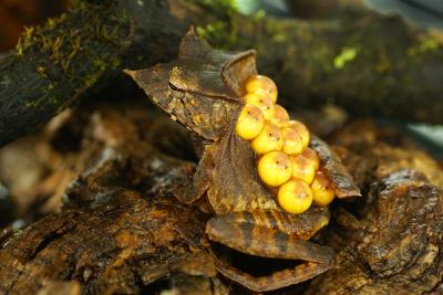 Casque Headed Tree Frog