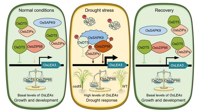 Researchers Uncover Conserved "Switch" for Crop Drought Resistance
