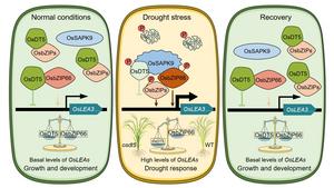 Researchers Uncover Conserved "Switch" for Crop Drought Resistance