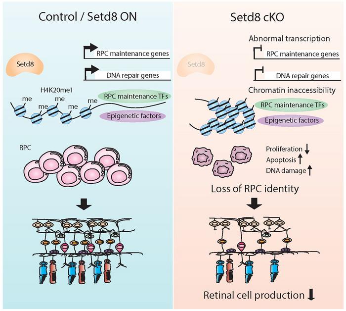 The role of Setd8 in retinal cell fate