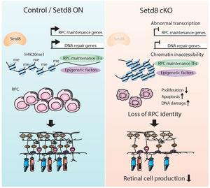 The role of Setd8 in retinal cell fate