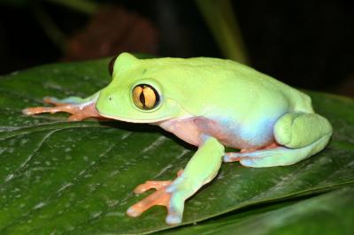 <i>A. annae</i>