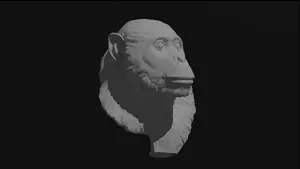 Masripithecus: A new Miocene ape from Egypt sheds light on the origins of modern apes