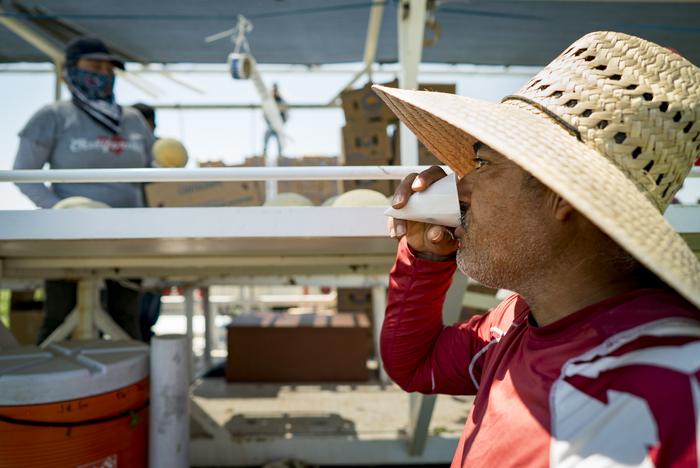a farmworker sips water during break