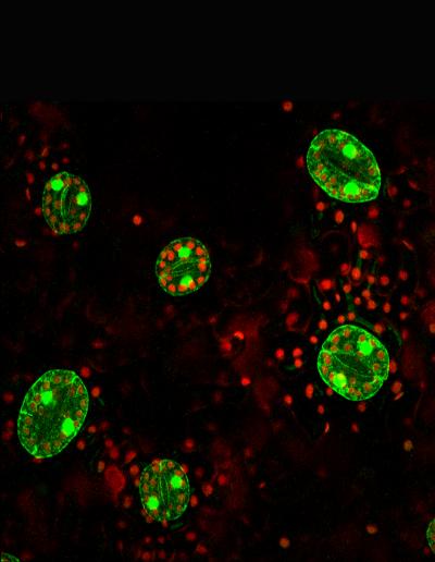 Pairs of Guard Cells Control the Openings of Breathing Pores in Leaves
