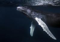 Whale