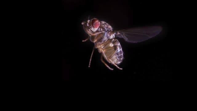 Banked Turns Are Flies' Saving Grace (4 of 7)