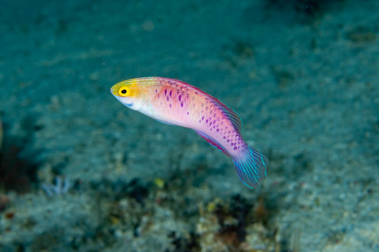 A Lively Male <i>Cirrhilabrus wakanda</i> from Zanzibar