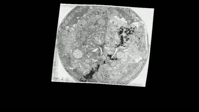 Volumetric reconstruction of the L4 C. elegans neuropil