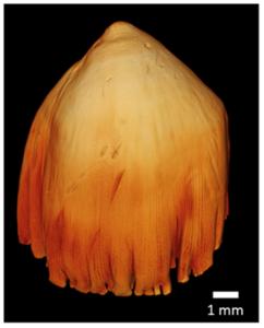 Molariform Wolffish Tooth