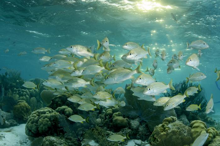 Hol Chan Marine Reserve_Bluestriped Grunts