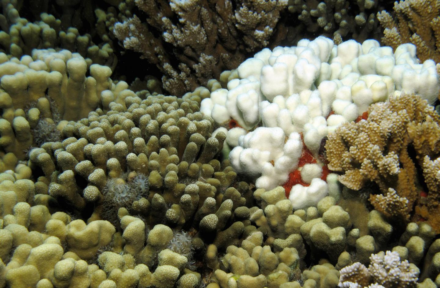 Pigmented and Bleached Coral