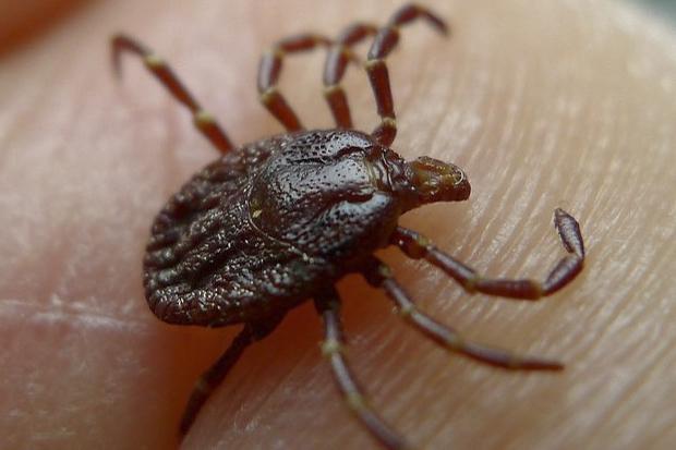 Asian Longhorned Tick