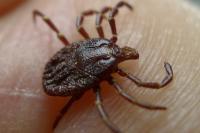Asian Longhorned Tick