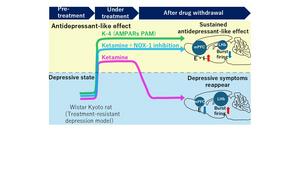 Study sheds light on how to lengthen the effects of antidepressant drugs