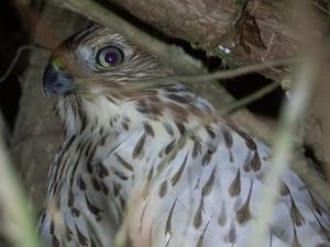 Immature Cooper’s hawk