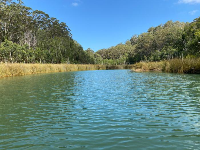 K'gari's Deepwater Lake is a window lake connected to deeper, larger groundwater sources. It was over 7m deep in the late 1970s and is now approx. 2m deep credit John Tibby