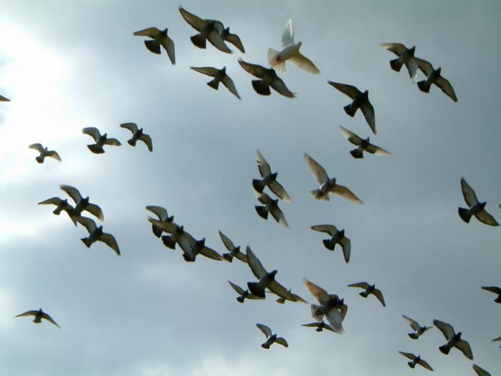 Pigeon Leaders