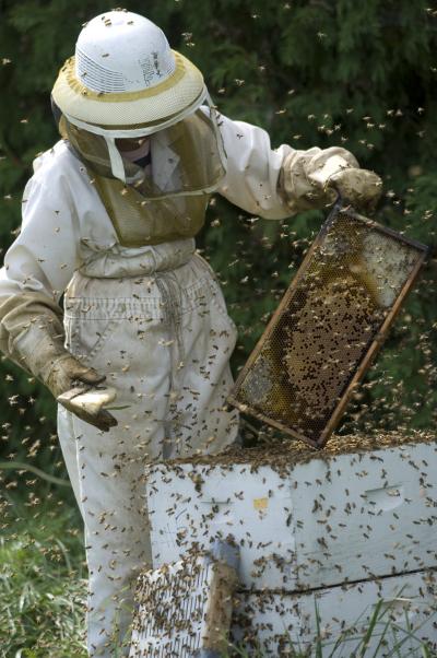 MSU Apiary