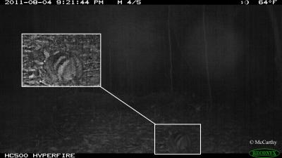 Camera Trap Photo of Rare Sumatran Rabbit