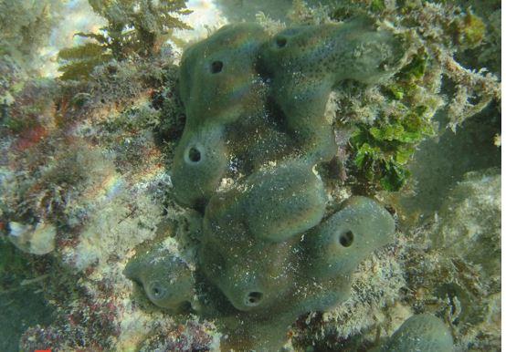 Humans and Sponges Share Gene Regulation Mechanisms