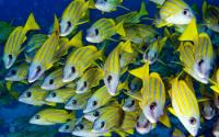 School of Tropical Fish