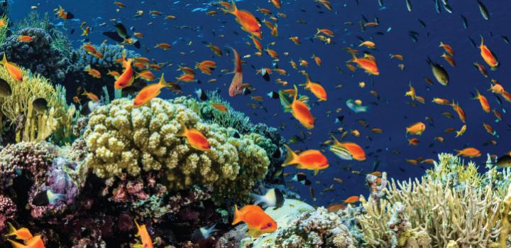 Coral microbiome