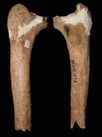 Thigh Bone