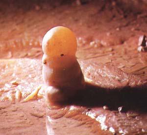 Stalagmites