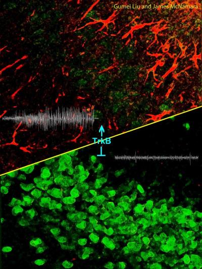 Inhibition of TrkB Prevents Epileptogenesis and Hippocampal Damage