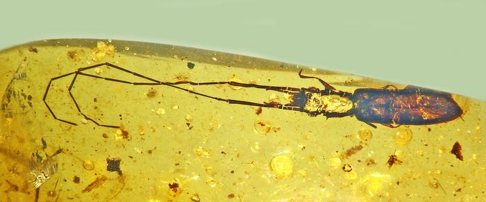 Researchers led by an Oregon State University scientist have identified a new species of beetle from Burmese amber, a specimen with antennae nearly 8 millimeters long attached to a 2.3-millimeter body. Collaborators named the new silvan flat bark beetle P