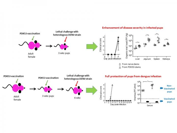 Protective Role of Dengue Vaccine-Induced Killer T Cells in the Context of Enhancing Maternal Antibo