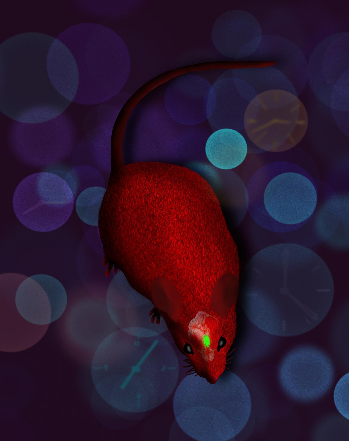 Mouse