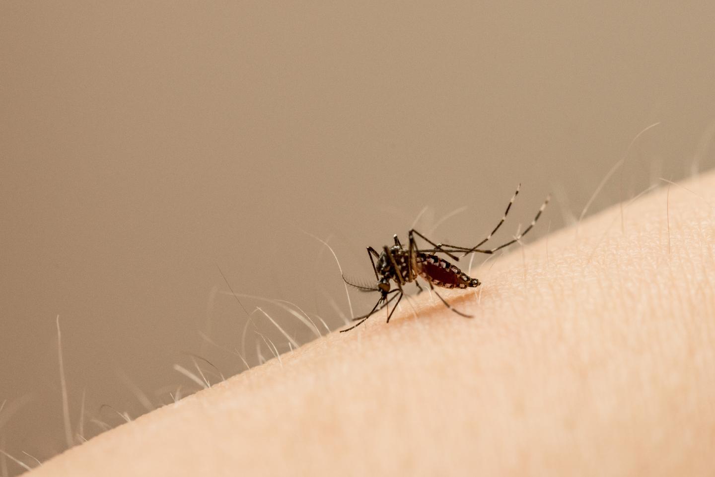 A Speedy, Sensitive, and Low-Cost Detection Test for Zika Virus (4 of 4)